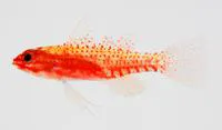 Pellucida pygmy goby (Eviota pellucida)