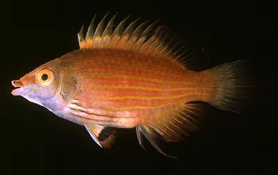 Pelvic-spot wrasse (Pseudocheilinops ataenia)
