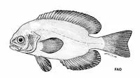 Pemarco blackfish (Schedophilus pemarco)