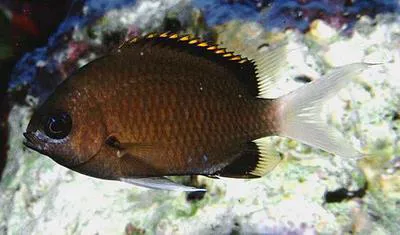 Pemba chromis (Chromis pembae)