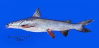 Pemecou sea catfish (Sciades herzbergii)