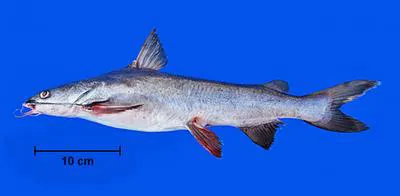 Pemecou sea catfish (Sciades herzbergii)