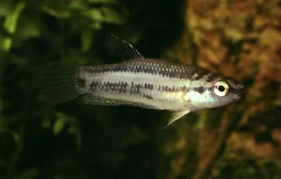 Penang betta (Betta pugnax)