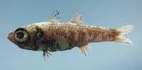 Pencil cardinal (Epigonus denticulatus)