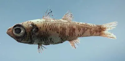 Pencil cardinal (Epigonus denticulatus)