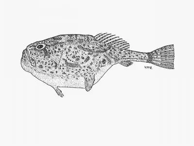 Pencil coffinfish (Chaunax penicillatus)