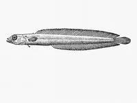 Pencil snakelet (Natalichthys leptus)
