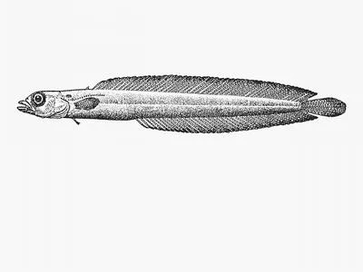 Pencil snakelet (Natalichthys leptus)