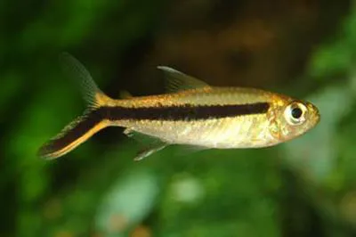 Penguinfish (Thayeria obliqua)