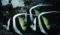 Pennant coralfish (Heniochus acuminatus)
