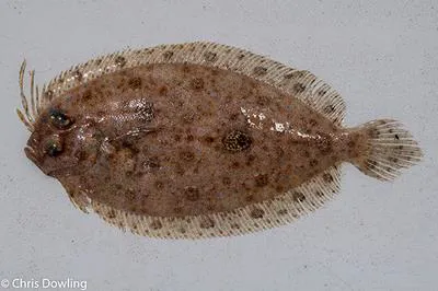Pennant flounder (Grammatobothus pennatus)