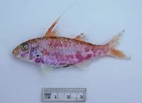 Pennant goatfish (Upeneus filifer)