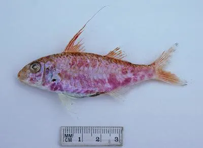 Pennant goatfish (Upeneus filifer)