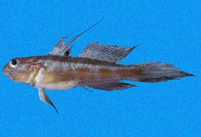 Pennant goby (Bollmannia ocellata)
