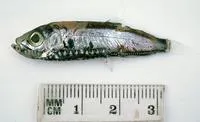 Pennant pearlside (Maurolicus australis)