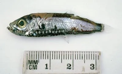 Pennant pearlside (Maurolicus australis)