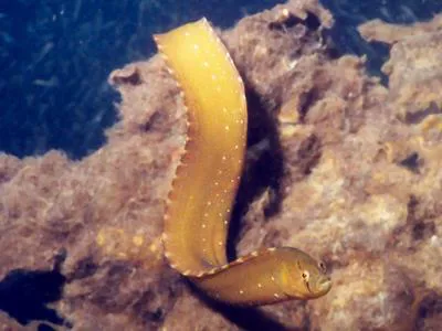 Penpoint gunnel (Apodichthys flavidus)