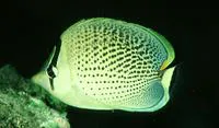Peppered butterflyfish (Chaetodon guttatissimus)