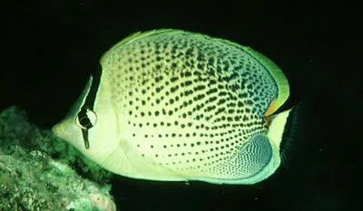 Peppered butterflyfish (Chaetodon guttatissimus)