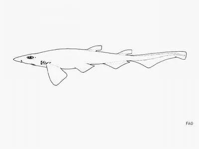 Peppered catshark (Galeus piperatus)