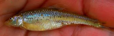 Peppered chub (Macrhybopsis tetranema)