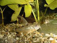 Peppered corydoras (Corydoras paleatus)