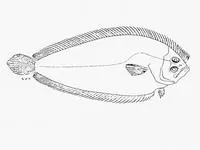Peppered flounder (Paralichthodes algoensis)