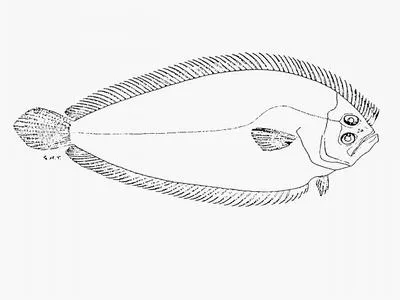 Peppered flounder (Paralichthodes algoensis)