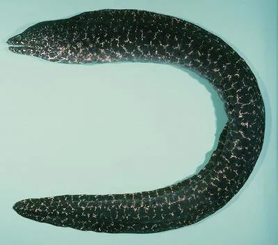 Peppered moray (Gymnothorax pictus)
