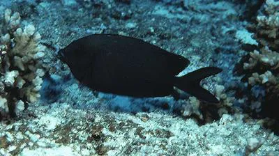 Peppered spinefoot (Siganus punctatissimus)