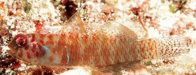 Pepperfin pygmy goby (Eviota punctulata)