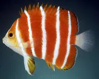 Peppermint angelfish (Centropyge boylei)