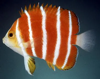 Peppermint angelfish (Centropyge boylei)