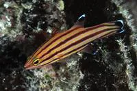 Peppermint bass (Liopropoma rubre)