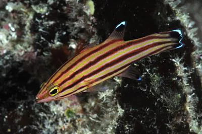 Peppermint bass (Liopropoma rubre)