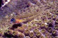 Peppermint goby (Coryphopterus lipernes)
