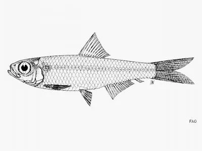 Perak river sprat (Clupeichthys perakensis)