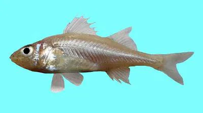 Percarina (Percarina demidoffii)