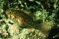 Perdix cardinalfish (Apogonichthys perdix)