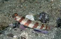 Periophthalma prawn-goby (Amblyeleotris periophthalma)
