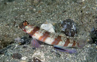 Periophthalma prawn-goby (Amblyeleotris periophthalma)