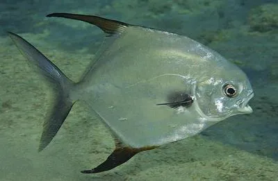 Permit (Trachinotus falcatus)