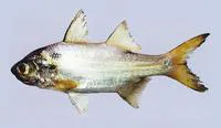 Persian blackspot threadfin (Polydactylus persicus)