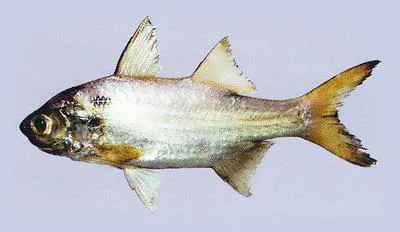 Persian blackspot threadfin (Polydactylus persicus)