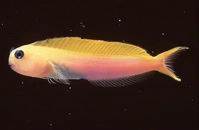 Persian blenny (Ecsenius midas)