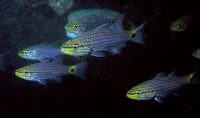 Persian cardinalfish (Cheilodipterus persicus)