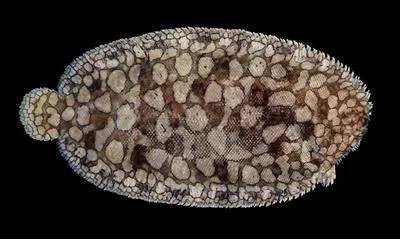Persian carpet sole (Pardachirus morrowi)
