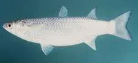 Persian mullet (Liza persicus)