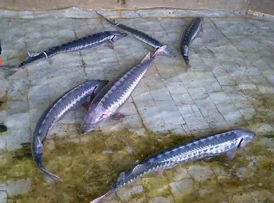 Persian sturgeon (Acipenser persicus)