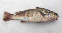 Peruvian banded croaker (Paralonchurus peruanus)